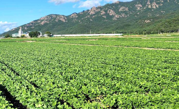 2026년 동·하계 전략작물직불금 신청하세요 기사 이미지