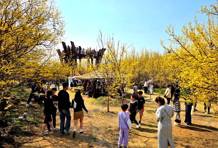 2026년 제27회 구례산수유꽃축제 개최 기사 이미지