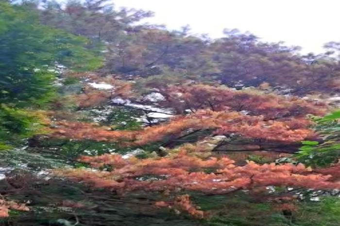 구례 토지면 단산마을 주변 소나무 잇단 고사… “주민들 신속한 대책 촉구“